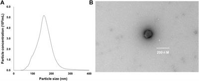 Atractylodes lancea (Thunb.) DC. [Asteraceae] rhizome-derived exosome-like nanoparticles suppress lipopolysaccharide-induced inflammation in murine microglial cells